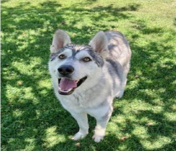 gray and white dog standing on green grass