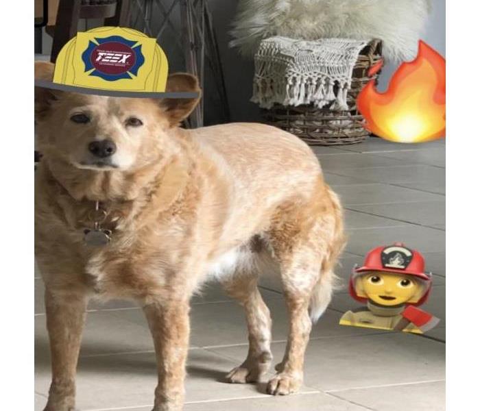 Cream and white dog with a fire helmet on