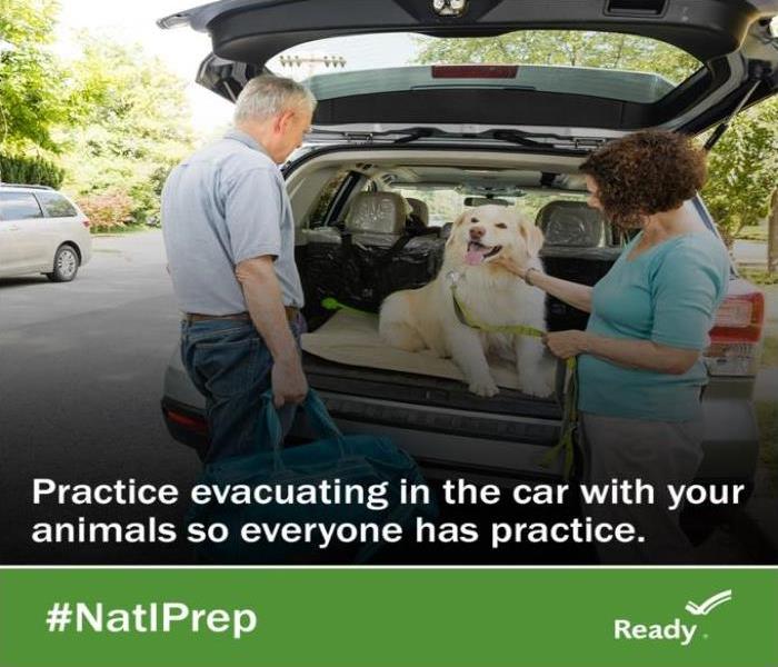 A couple with their white medium size dog in the back of the car to practice evacuating