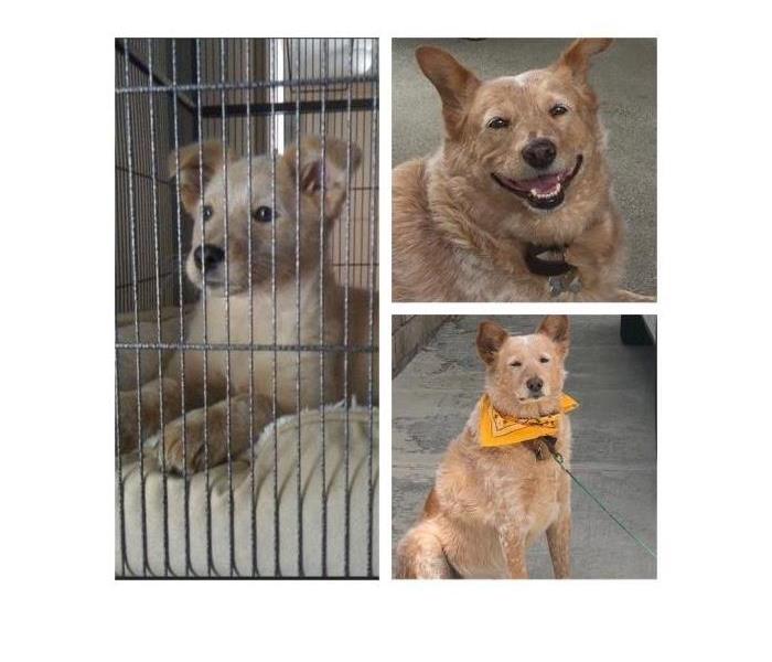 photo 1- puppy in a crate, photo 2-a larger reddish dog smiling , photo 3- a reddish dog with a yellow bandana