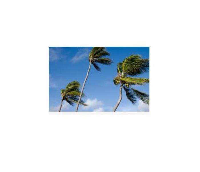 blue skies with 3 palm springs blowing in one direction