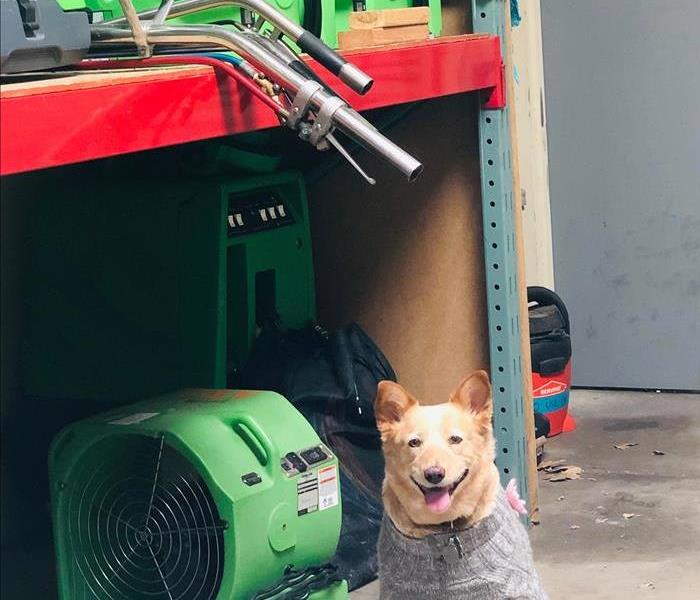 merle cattledog with a sweater on sitting in front of SERVPRO's green equipment